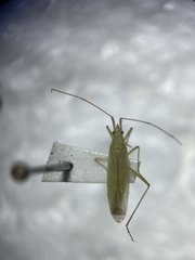 Trigonotylus caelestialium