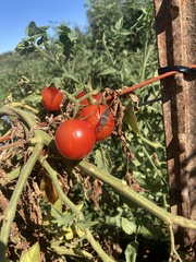 Leptoglossus zonatus