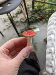Russula rosacea