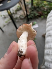 Russula rosacea