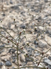 Eriogonum bifurcatum