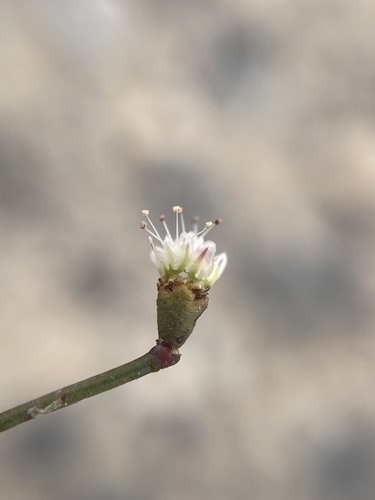 Image of Eriogonum bifurcatum by (c) Matt Berger, some rights reserved (CC BY)