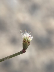 Eriogonum bifurcatum