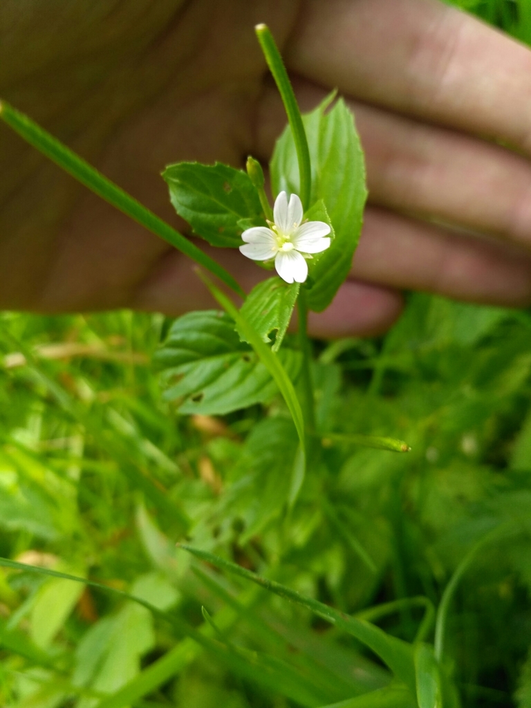 Epilobium pseudorubescens