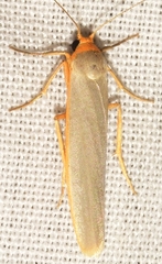 Eilema uniola