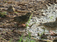 Emberiza calandra