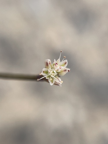 Image of Eriogonum bifurcatum by (c) Matt Berger, some rights reserved (CC BY)