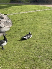 Branta leucopsis
