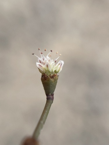 Image of Eriogonum bifurcatum by (c) Matt Berger, some rights reserved (CC BY)