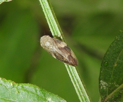 Aphrophora