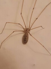 Pholcus phalangioides