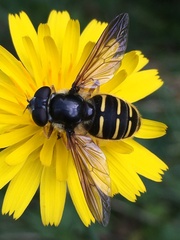 Sericomyia chalcopyga