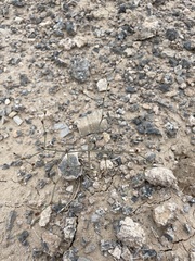 Eriogonum bifurcatum