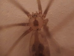 Pholcus phalangioides