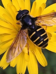 Sericomyia chalcopyga