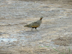 Pterocles orientalis