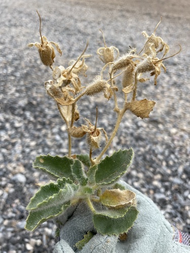 Desert stingbush (Eucnide urens)