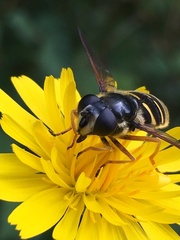 Sericomyia chalcopyga