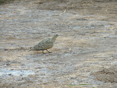 Pterocles orientalis