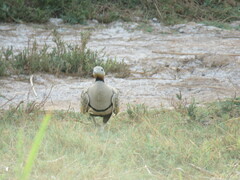 Pterocles orientalis