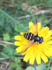Sericomyia chalcopyga
