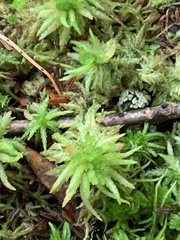 Sphagnum palustre