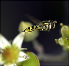 Simosyrphus grandicornis