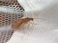 Micromus angulatus