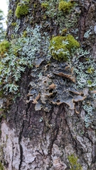 Pseudocyphellaria holarctica