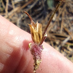 Cordylanthus nevinii