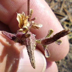 Cordylanthus nevinii