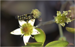 Simosyrphus grandicornis