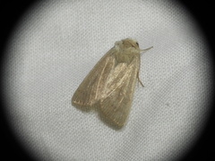 Mythimna sicula