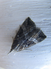 Hypena rostralis