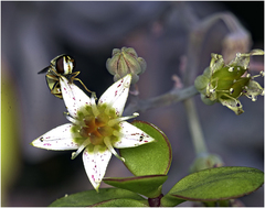 Simosyrphus grandicornis