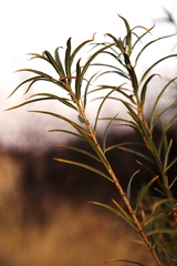 Gomphocarpus
