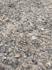 Eriogonum bifurcatum