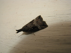 Hypena rostralis