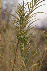 Gomphocarpus