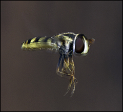 Simosyrphus grandicornis
