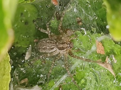Allagelena gracilens