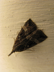 Hypena rostralis