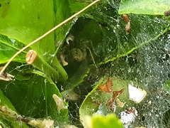 Allagelena gracilens
