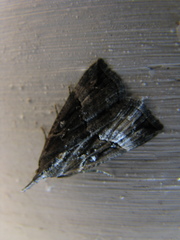 Hypena rostralis