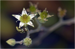 Simosyrphus grandicornis