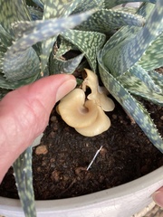 Hohenbuehelia petaloides