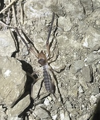 Solifugae
