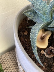 Hohenbuehelia petaloides