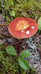 Russula decolorans