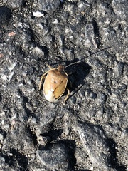 Chlorochroa pinicola
